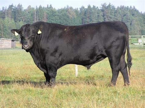Melview Gordon Aberdeen Angus Semen For Your Beef Herd