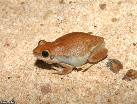 Litoria Rubella Desert Tree Frog Species Details Frogwatch Sa