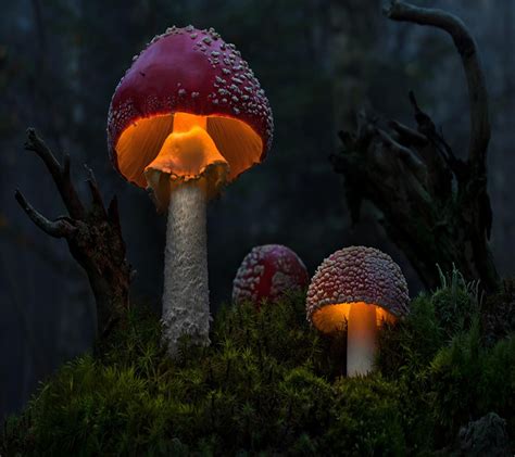 Nature Mushroom Wallpapers Hd Desktop And Mobile Backgrounds