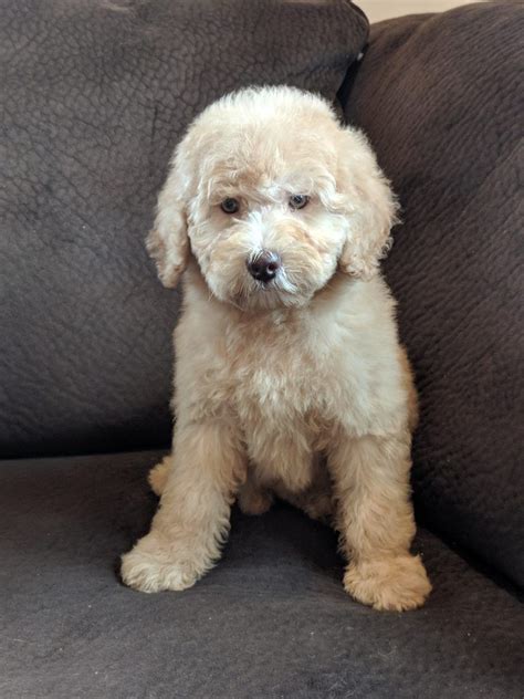 Miniature Goldendoodle And Labradoodle Puppies For Sale Goldenbelle