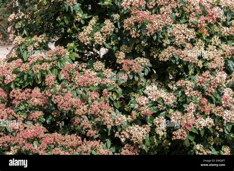 Leaves And Flowers Of Laurustinus Viburnum Tinus Stock Photo Alamy