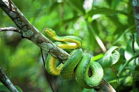 Recklessly Green Snake On Tree