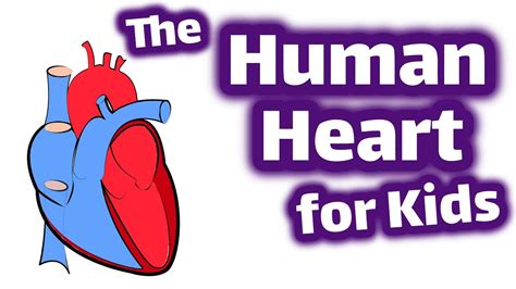 The Human Heart For Kids Youtube