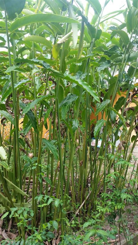 See more of benih bunga import on facebook. Warisan Petani: Tanaman Pokok Kantan.