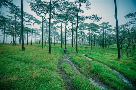 The Traveler Walks Through Green In Pine Forest At Phu Soi Dao