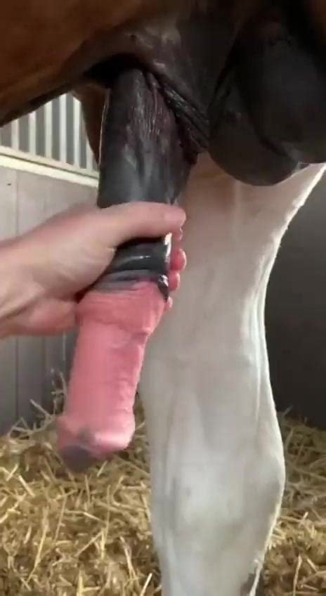 Showing Off A Cute Juicy Horse Penis
