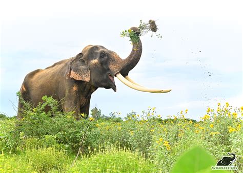 Introducing The Subspecies Of Asian Elephants - Wildlife SOS
