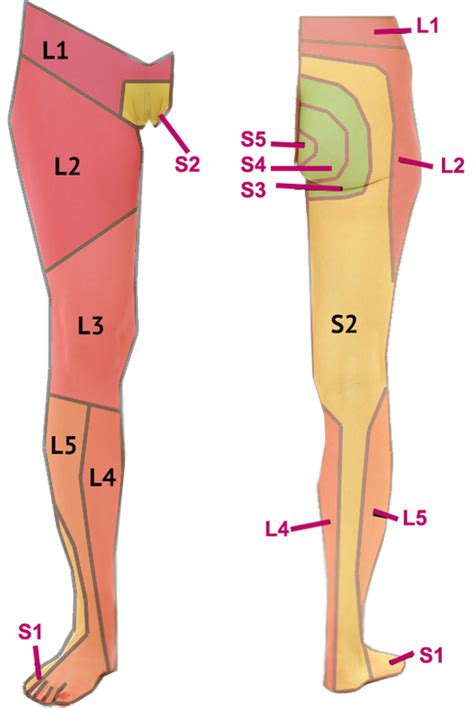 Peripheral nerves hence carry both sensory and motor nerves and innervate specific regions of the body. Dermatomes of the lower limb | Physiotherapie, Neurologie ...