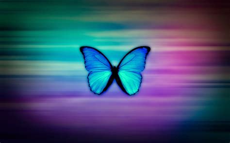 Download Colorful Butterfly Hd Wallpaper Real Amp Artistic By Pduke