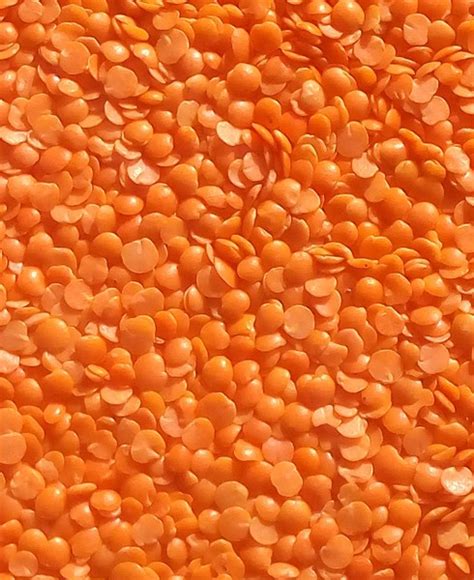 Image Of Red Lentils Crop Free Stock Photos Rgbstock Free Stock