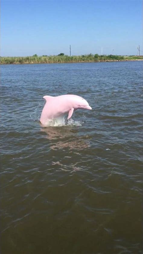 Extremely Rare Pink Dolphin Is Caught On Camera Swimming In Louisiana