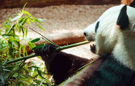 Kalau mimpi melihat ular putih saja mengandung makna yang kurang baik, apalagi yang hitam?. 20 Fakta Panda dan Hewan Lain yang Serupa - Misteri, Fakta ...