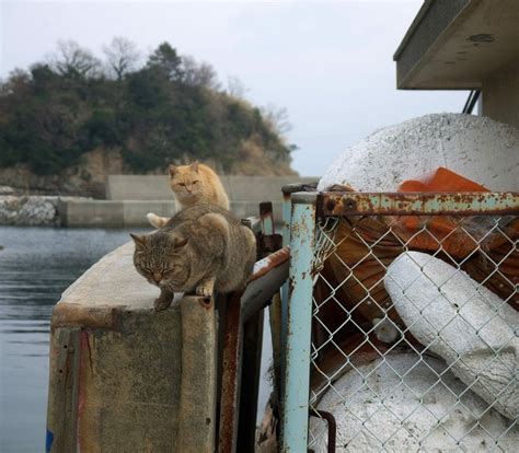 The Nekojima The Japanese Cat Islands