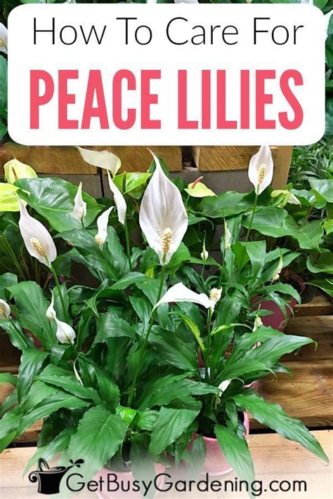 Peace Lily Plant Care Guide How To Grow A Peace Lily Lily Plant Care