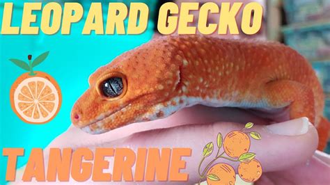 Tangerine Leopard Gecko Morph Review Inferno Mandarin Red