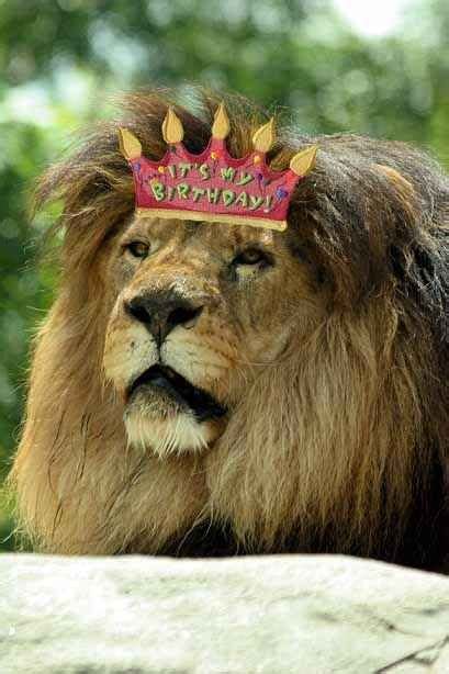 Maybe you would like to learn more about one of these? Christopher The Lion Celebrates His 20th Birthday In Style ...