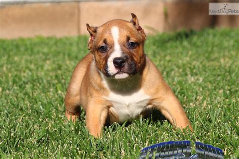 Don bully xl puppy's for sale. Pocket Bully... MASK is AVAILABLE!!! | American Bully ...