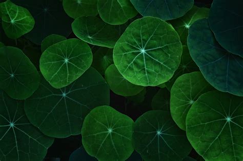 Leaf Wallpapers For Devices Maxipx