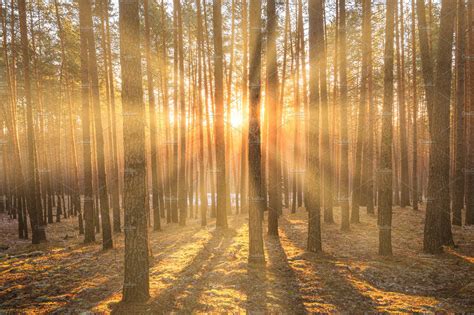 Sunset Or Sunrise In A Pine Forest Nature Stock Photos Creative Market