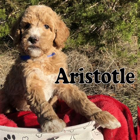 Click here to be notified when new goldendoodle puppies are listed. Goldendoodle Puppies For Sale | San Antonio, TX #320009