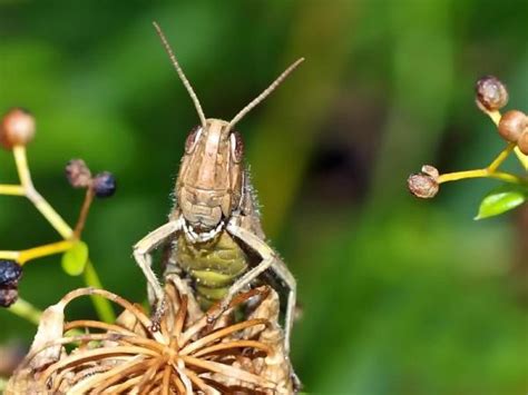 What do grasshoppers eat and drink? What Does a Grasshopper Eat? - Grasshopper Diet