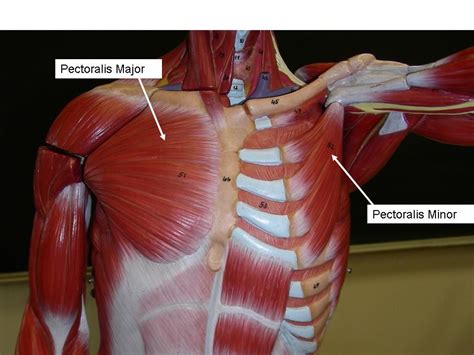 Maybe you would like to learn more about one of these? Chest and Arm Muscles Labeled Models - Biceps brachii ...