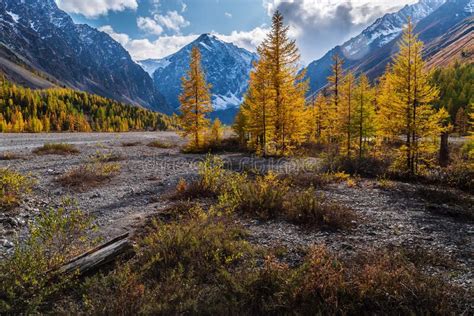 Autumn Valley Of The Aktru River At The Foot Of The Glaciers Of The