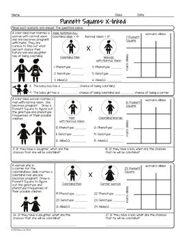 Genetics packet ~ punnett square practice. Sex-linked Trait Punnett Squares Biology Homework Worksheet | TpT