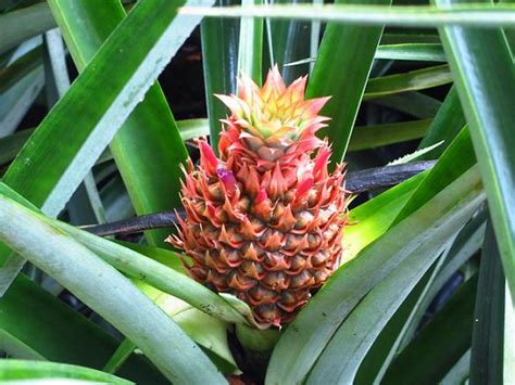 Pineapples Randys Tropical Plants