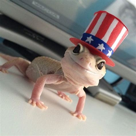 Geckos Are Also Immensely Cool 23 Pictures That Prove Lizards Are