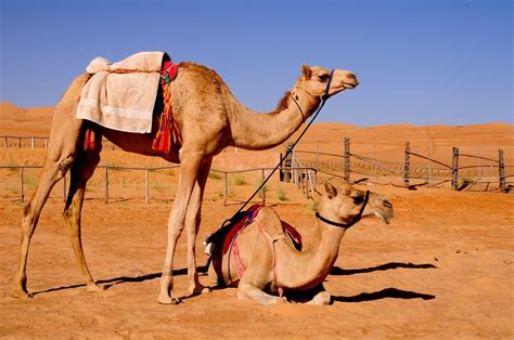 Photo about a camel with a colorful, traditional saddle. Two Camels Sitting in Desert Pics | HD Wallpapers