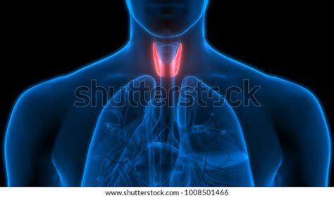 Human Body Glands Anatomy Thyroid Gland Stock Illustration 1008501466