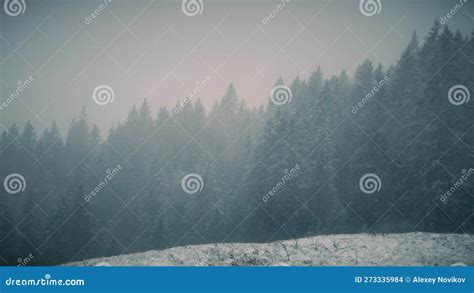 Heavy Snowfall In The Swiss Alpine Forest Stock Photo Image Of Forest