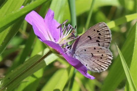 2019 A Better Year For Fenders Blue Butterfly Institute For Applied