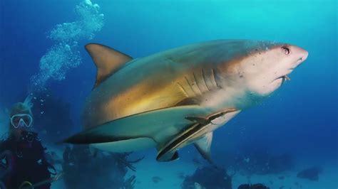 Scuba Diving With Sharks Outside Of A Bahamas Blue Hole