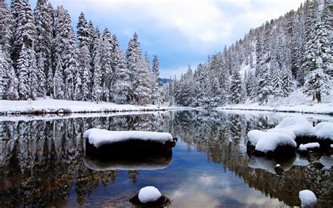 Snowy Pine Forest By The Lake Wallpaper Nature Wallpapers