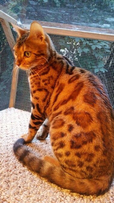 Bengal Asian Leopard Cat Cat Breeds Domestic Cat