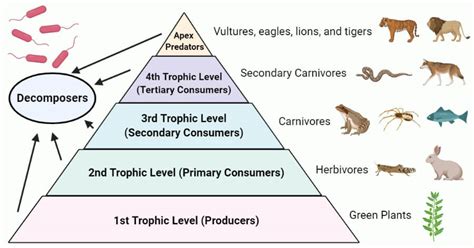 Trophic Levels Energy Pyramid