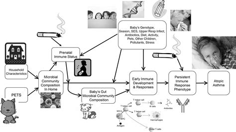 The Infant Gut Bacterial Microbiota And Risk Of Pediatric Asthma And