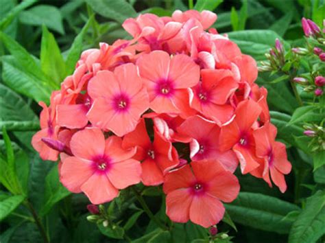 Cultivation Methods And Precautions Of Phlox The Plant Aide