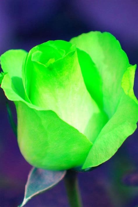 Neon Green Rose Beautiful Blossoms Pinterest