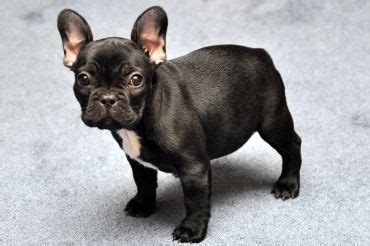 french bullhuahua french bulldog chihuahua mix info puppies pictures