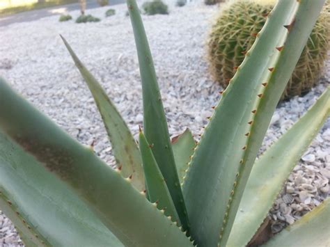 Cactus And Succulents Forum Id This Aloe And Cactus