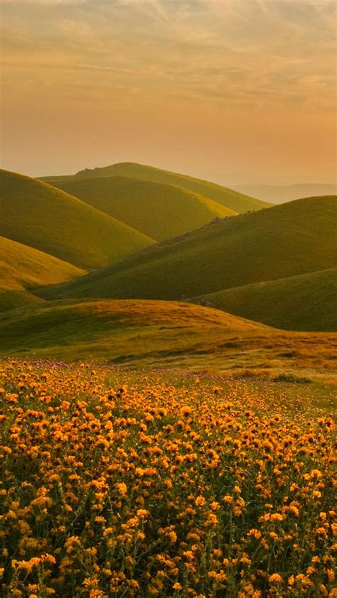 Lovely Nature Scene Yellow Flower Aesthetic Valley 1242x2208