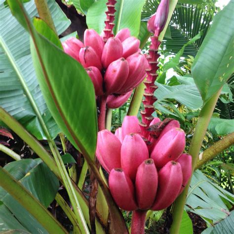 Marvel At The Most Exotic And Mysterious Banana Varieties In The World