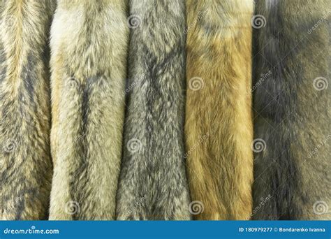 Close Up Of Set Wolf Skins Pattern Stock Image Image Of Planet