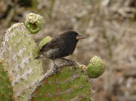 Finken water treatment is currently hiring a route driver. Galapagos Finken: die Entstehung der Arten. Die Gründe für ...