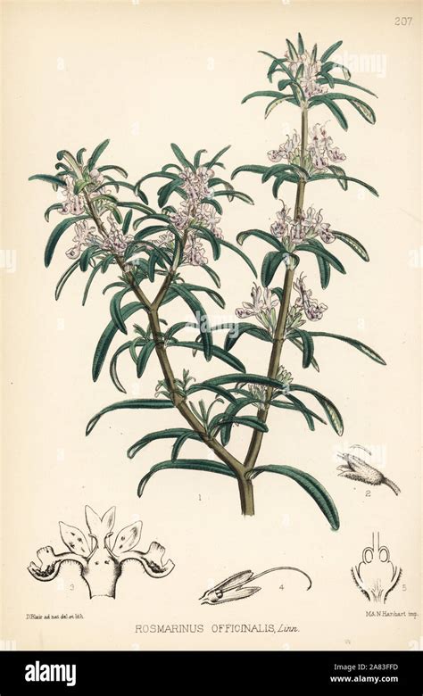 Rosmarinus Officinalis Illustration Hi Res Stock Photography And Images