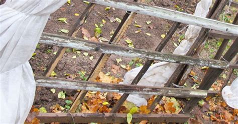 Die modernste formulierung für die einfache dosierung im hausgarten für den hobby gärtner mit roundup 120 in der 540ml flasche ideal für unkraut bekämpfen im garten. Frostige Zeiten - Pflanzen im Garten pflegen | Liebe ...