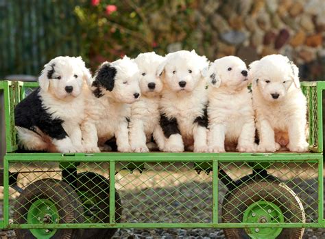 Six Old English Sheepdog Puppies Grouped Together For This Adorable